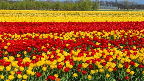 Free for commercial use no attribution required high quality images. Papeis de parede 2560x1440 Holanda Campos Tulipas Muitas ...