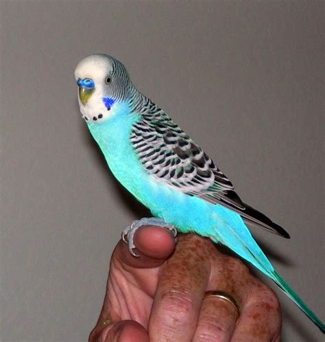 Parakeet Sheila365 Pretty Birds Blue Budgie Budgie Parakeet