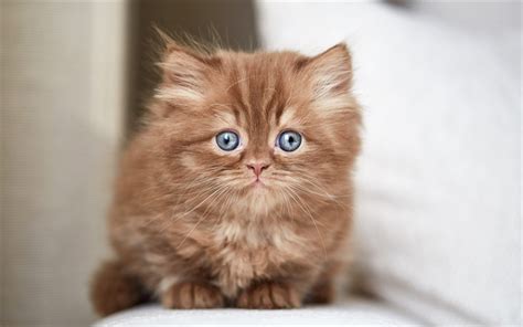 Fluffy Brown Cat With Blue Eyes Are All Cats Born With Blue Eyes