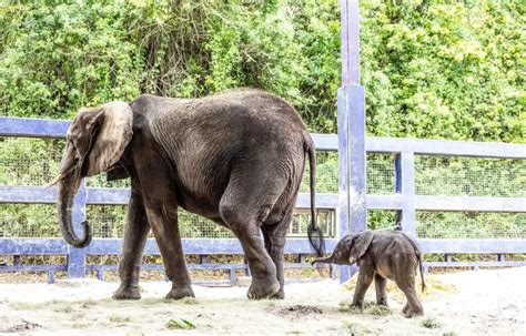 Baby African Elephant Born At Disneys Animal Kingdom For The First