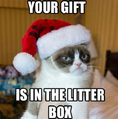 Christmas Present Grumpy Cat Christmas Grumpy Cat Humor Grumpy Cat