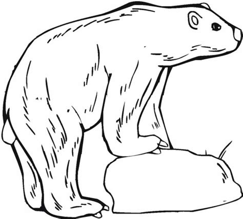 Polar Bear Standing On Ice In Arctic Animals Coloring Page