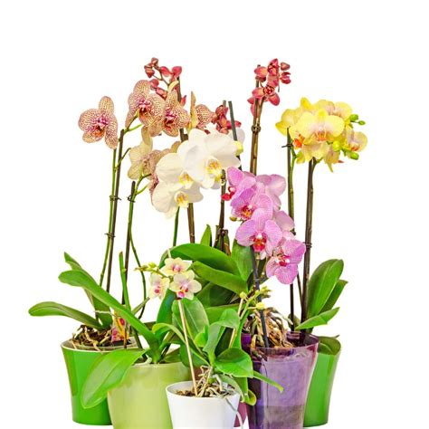 Orchid Identification Chart By Orchid Type Orchid Resource Center