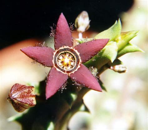 This is another flower cactus, known for its beautiful pink and purple flowers and elongated body that grows in clumps between 1 the brain cactus is an extremely popular house plant, as it is extremely small using growing less than. Quaqua inversa var. cincta [Synonym: Caralluma cincta ...