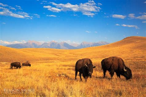 National Bison Range Moise Montana This Spectacular Area Is Located