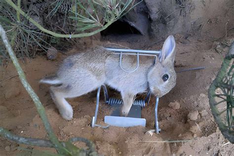 Scanalatura Superiorità Dimensione Relativa Best Rabbit Trap Fresa