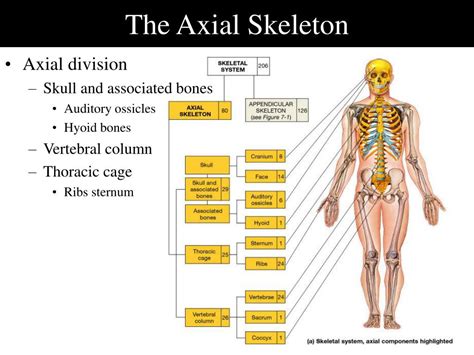 Ppt Anatomy Of Skeletal Elements Powerpoint Presentation Id339277
