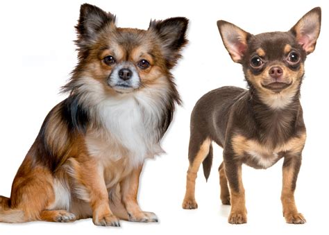 Chihuahua Santé Origine Caractère Prix Comportement Animal Assur