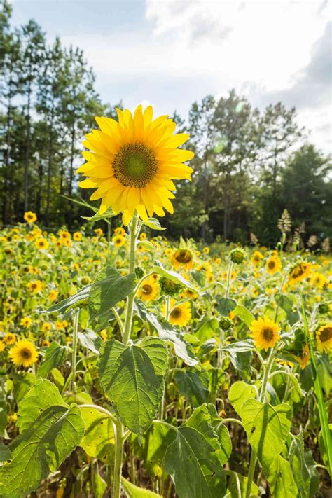 How To Grow Sunflowers A Step By Step Guide Homes Gardens Reverasite