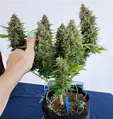 Buy the best and latest weed bonsai on banggood.com offer the quality weed bonsai on sale with worldwide free shipping. Bonsai Weed Seeds / How To Grow A Marijuana Bonsai Rqs ...