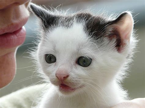 I Found A Cat With Feline Leukemia. Help! - Cat Advice ...