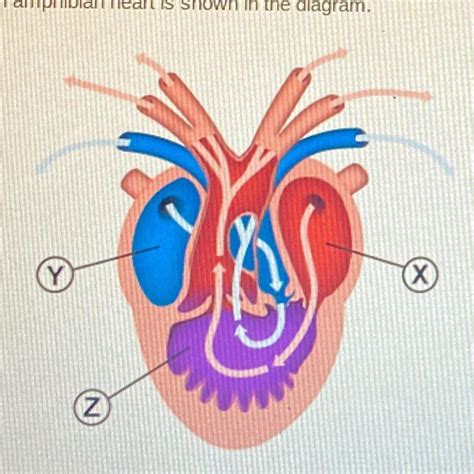 The heart of teleosts is unique in structure, composed of four chambers in series: . An amphibian heart is shown in the diagram. Which ...