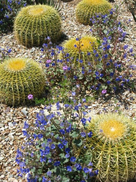 Desert Botanical Garden In Phoenix Focuses Only On Desert Plants