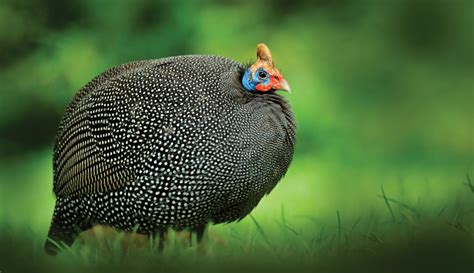Guinea Hen Sound 338 Guinea Hen Stock Video Clips In 4k And Hd For