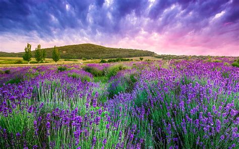 1920x1080px 1080p Free Download Provence Lavender Field Evening