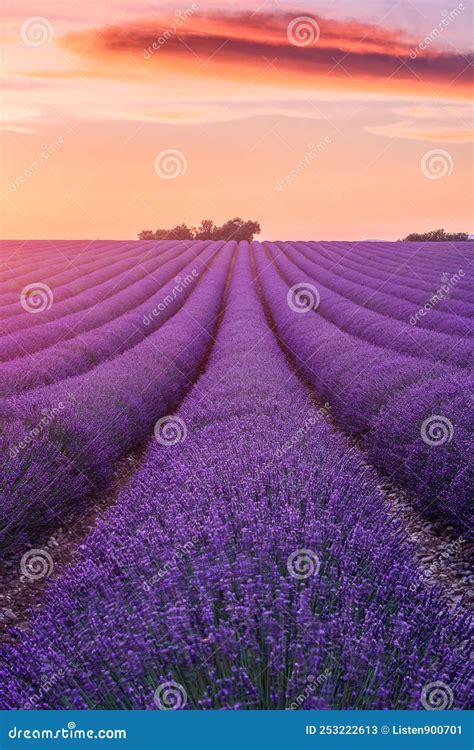 Lavender Fields With A Tree At Sunset Summer In Provence France Stock