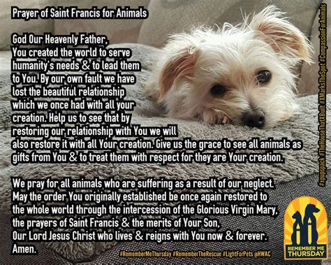 Saint Francis Prayer For Animals Pet Spares