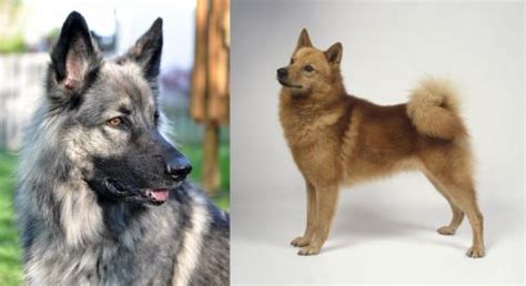 Shiloh Shepherd Vs Finnish Spitz Breed Comparison