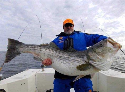 Fish Report World Record Stripped Bass