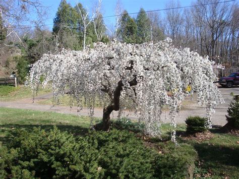 Snow Fountain Weeping Cherry Tree Pure White Blossoms Flow Like A Fo