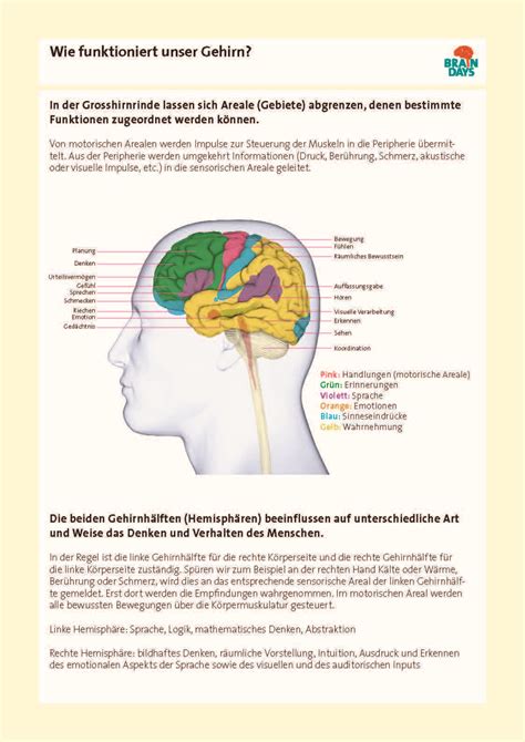 Simplyscience Brain Days Unser Gehirn Anatomie Lernen Anatomie