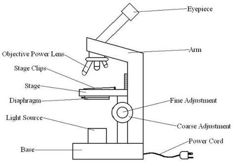 Diagram Compound Light Microscope Parts Micropedia