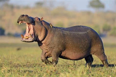 12 Fun Hippo Facts