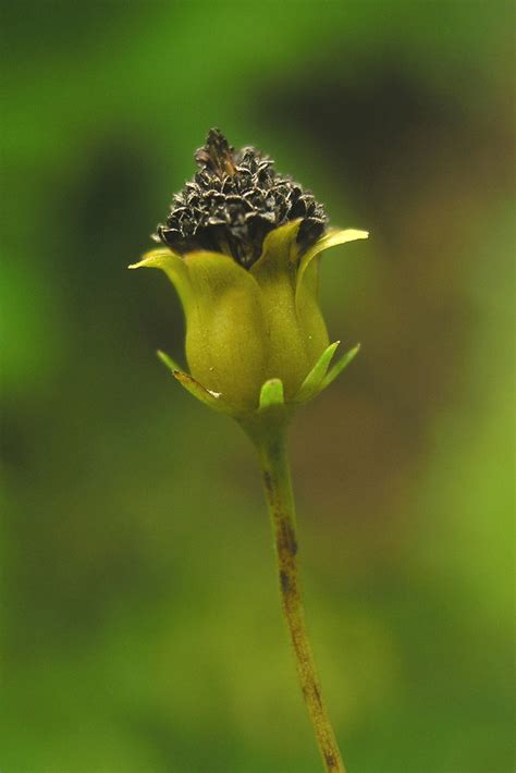 Coreopsis Verticillata Thread Leaved Tickseed Go Botany