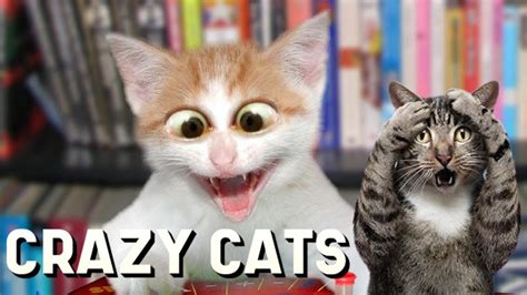 😹 Crazy Cats Compilation 2 Catvideogram Youtube