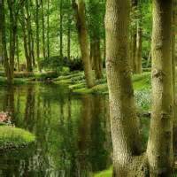 Free Animated Forest Cliparts, Download Free Animated Forest Cliparts