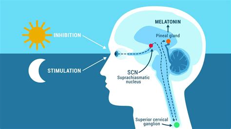 Circadian Rhythm And Lighting Measurement Daylightie