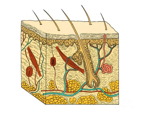 Illustration Of Skin Section Photograph By Science Source Fine Art