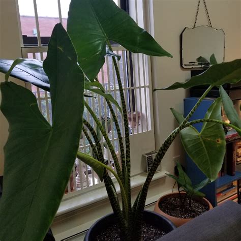 Before leaving, zebrina reticulata alocasia plants are inspected, watered, and pruned. Alocasia zebrina 'Reticulata', Elephant Ear 'Reticulata ...