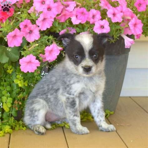 Sasha Blue Heeler Mix Puppy For Sale In Pennsylvania