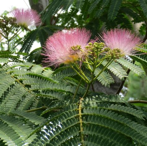 Fragrant Southern Mimosa Silk Tree 10 Seeds