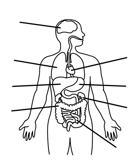 Parts Of The Body Printable