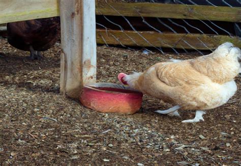 What To Feed Buff Orpington Chickens