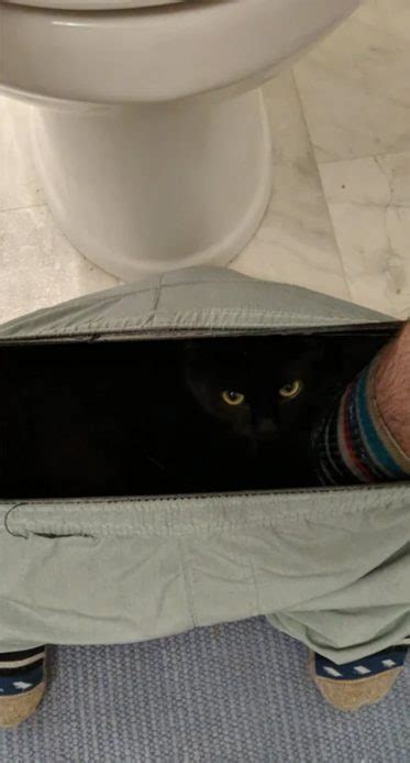 People Share Hilarious Pics Of Cats Invading Their Personal Space