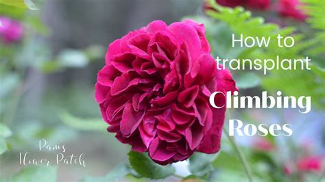 How To Dig Up And Transplant Climbing Roses Youtube