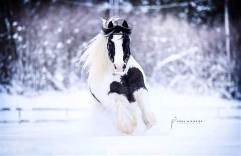 Brandon ☃ Wonderful Horse With Great Personality Have You Had The