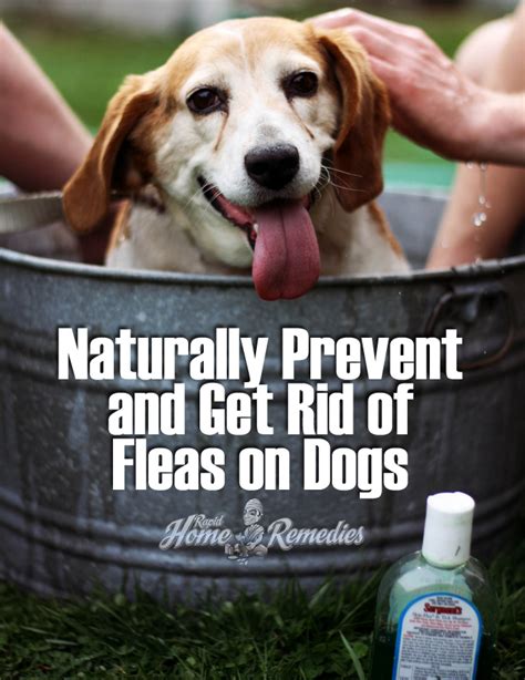 Naturally Prevent and Get Rid of Fleas on Dogs & Cats