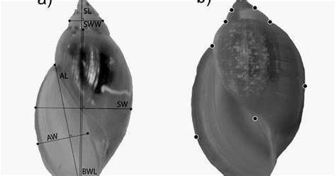 Freshwater Gastropods of North America: The heritability of shell
