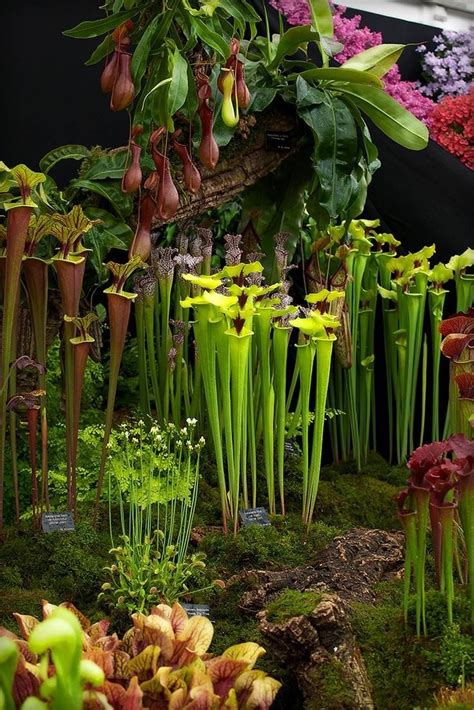 A Beautiful Collection Of Carnivorous Plants Unusual Plants Plants
