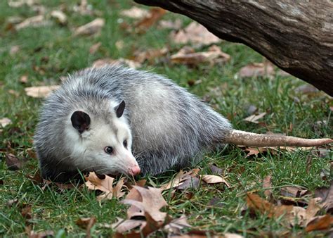 Can Opossums Be Pets Terminix
