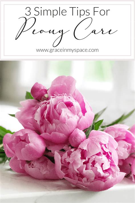 Peony Flower How To Care For Peonies Grace In My Space