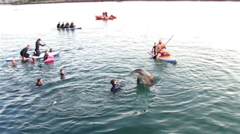 Human Seeking Dolphin Should Be Treated With Care Bbc News