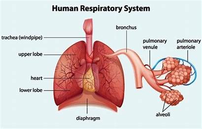 Respiratory System Human Parts Labels Diagram Simple
