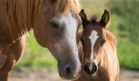 Everything You Need To Know About Caring For A Pregnant Horse Horse