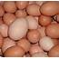 The Truth About Your Eggs  Delano Report
