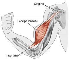 The muscular system is responsible for the movement of the human body. coracobrachialis, brachialis, and biceps brachii - Google Search | anatomy | Arm anatomy ...